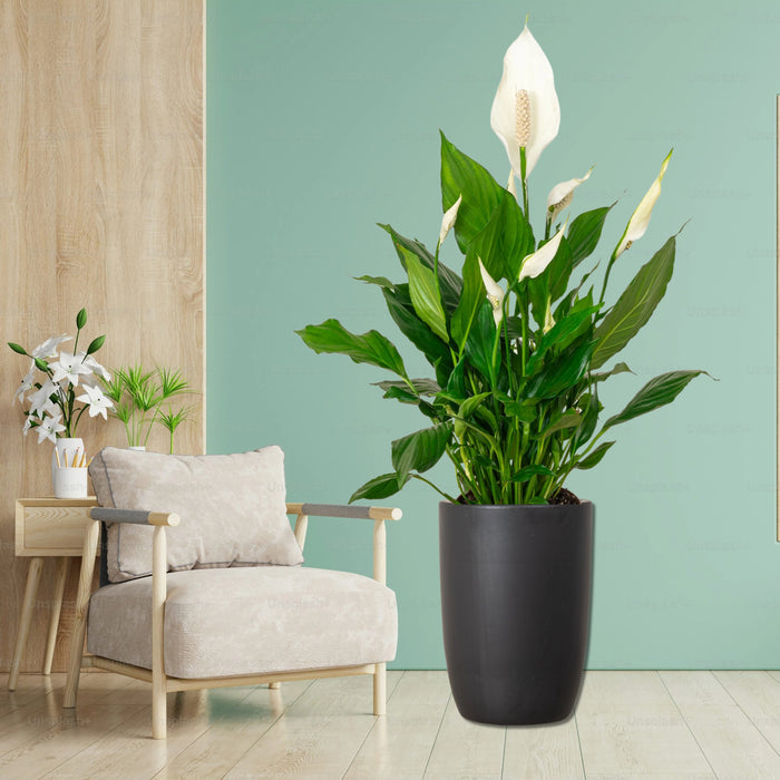 Peace Lily or Spathiphyllum or "زنبق السلام"