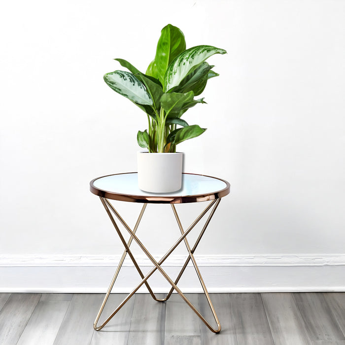 Aglaonema Pattaya Beauty