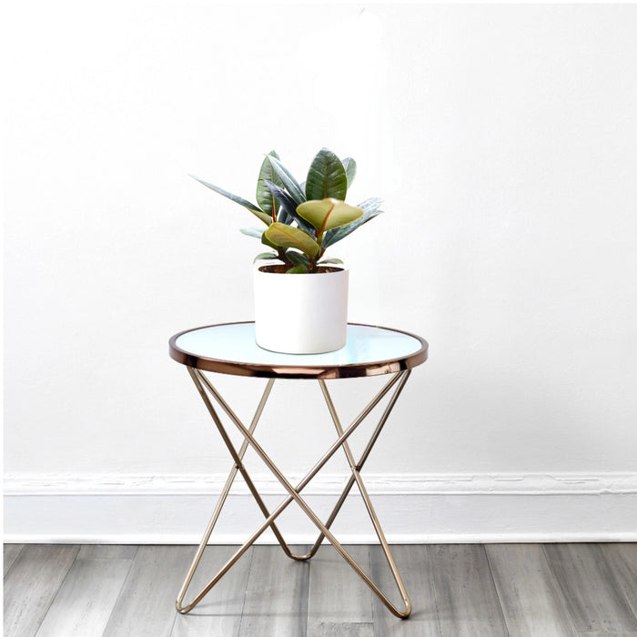 Rubber Plant