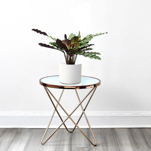 Calathea Lancifolia