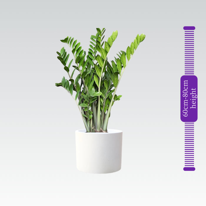 Zamioculcas Zamiifolia
