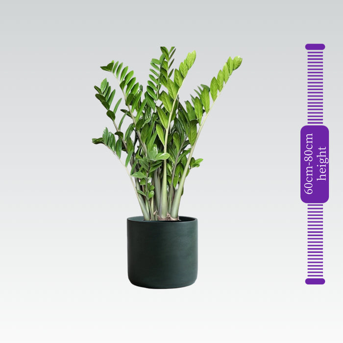 Zamioculcas Zamiifolia