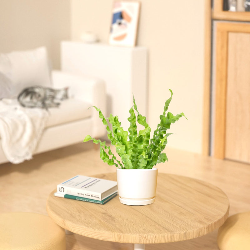 Asplenium Nidus or Bird's Nest Fern 50-60cm spread
