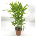 Gold Dracaena Sanderiana | Sanderiana Gold 30 - 35cm - Greensouq - 