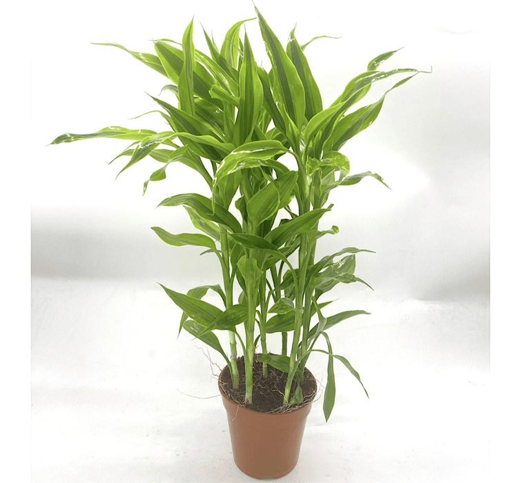 Gold Dracaena Sanderiana | Sanderiana Gold 30 - 35cm - Greensouq - 