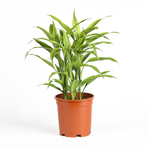 Gold Dracaena Sanderiana | Sanderiana Gold 30 - 35cm - Greensouq - 