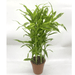 Gold Dracaena Sanderiana | Sanderiana Gold 30 - 35cm - Greensouq - 
