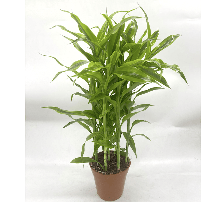 Gold Dracaena Sanderiana | Sanderiana Gold 30 - 35cm - Greensouq - 