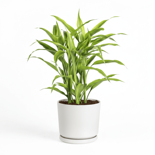 Gold Dracaena Sanderiana | Sanderiana Gold 30 - 35cm - Greensouq - 