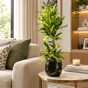 Golden Narrow Twisted Leaves croton (indoor) - Greensouq - indoor