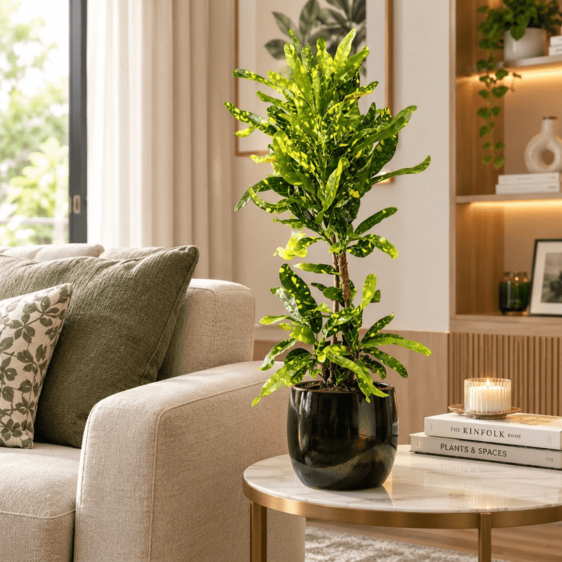 Golden Narrow Twisted Leaves croton (indoor) - Greensouq - indoor