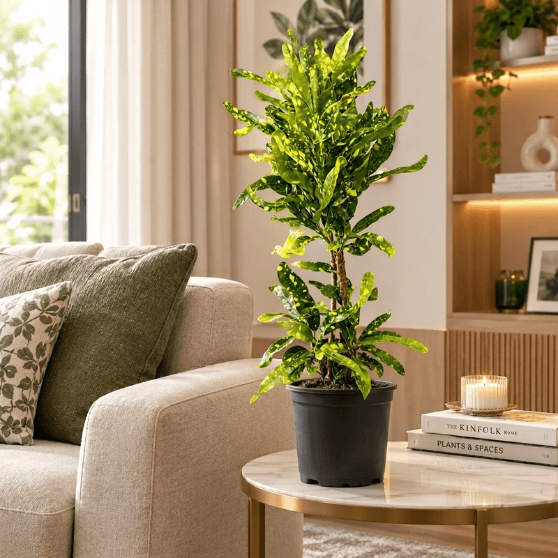 Golden Narrow Twisted Leaves croton (indoor) - Greensouq - indoor
