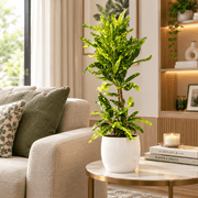 Golden Narrow Twisted Leaves croton (indoor) - Greensouq - indoor