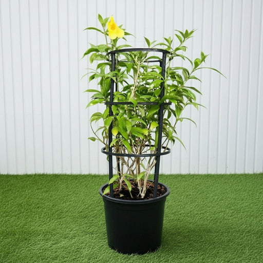 Golden Trumpet - Allamanda Cathartica (70 - 90cm) | UAE Garden Glory! - Greensouq - 