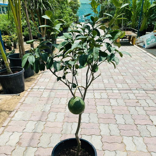 Grape fruit Tree |1.2 - 1.5m شجرة الجريب فروت - Greensouq - 