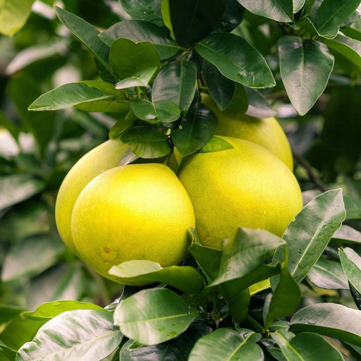 Grape fruit Tree |1.2 - 1.5m شجرة الجريب فروت - Greensouq - 
