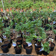 Grapes Red Spain 1.0 - 1.2m الشجرالعنب فاين - Greensouq - 