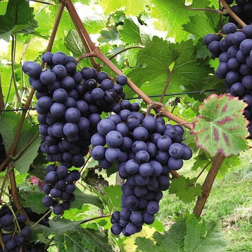 Grapes Red Spain 1.0 - 1.2m الشجرالعنب فاين - Greensouq - 