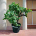 Grapes Vine Branched الشجرالعنب فاين - Greensouq - 