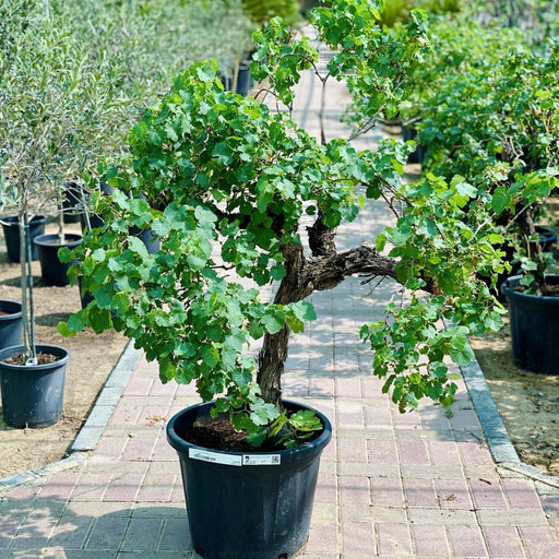 Grapes Vine Branched الشجرالعنب فاين - Greensouq - 