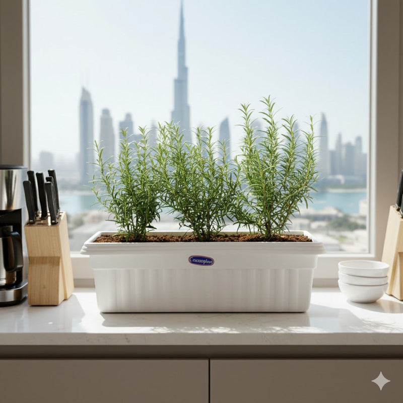 Green Aroma Rosemary Planter - Greensouq - 