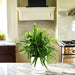 Green Dracaena Sanderiana | Sanderiana Green 25 - 30cm - Greensouq - 