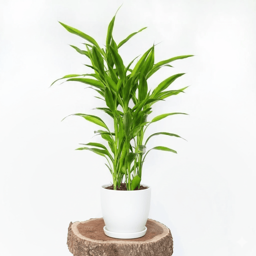 Green Dracaena Sanderiana | Sanderiana Green 25 - 30cm - Greensouq - 