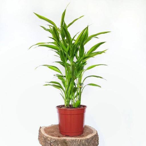 Green Dracaena Sanderiana | Sanderiana Green 25 - 30cm - Greensouq - 