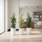 Green Glow Trio (1x starlight 100cm - 120cm - 2x Ficus Benjamina 100cm - 120cm) in Ceramic pot - Greensouq - 