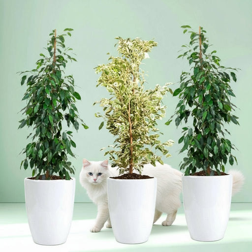Green Glow Trio (1x starlight 100cm - 120cm - 2x Ficus Benjamina 100cm - 120cm) in Ceramic pot - Greensouq - 