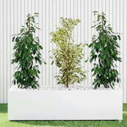 Green Glow Trio (1x starlight 100cm - 120cm - 2x Ficus Benjamina 100cm - 120cm) in Grp 90 - 30 - 30 Pot - Greensouq - 
