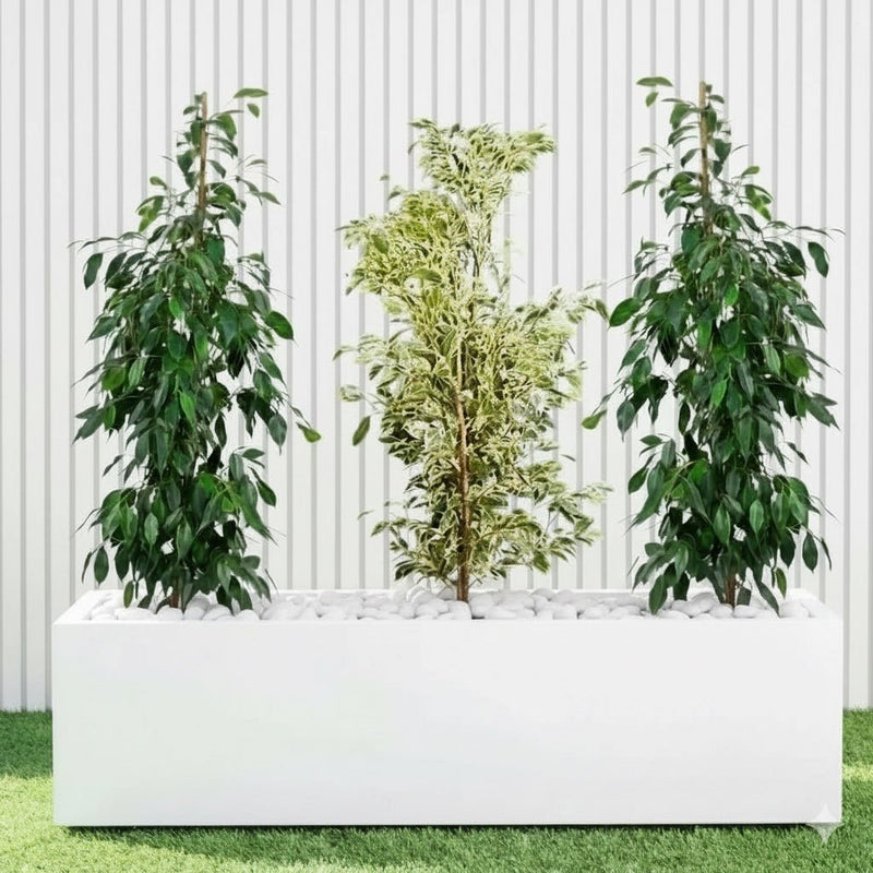 Green Glow Trio (1x starlight 100cm - 120cm - 2x Ficus Benjamina 100cm - 120cm) in Grp 90 - 30 - 30 Pot - Greensouq - 