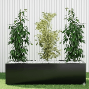 Green Glow Trio (1x starlight 100cm - 120cm - 2x Ficus Benjamina 100cm - 120cm) in Grp 90 - 30 - 30 Pot - Greensouq - 