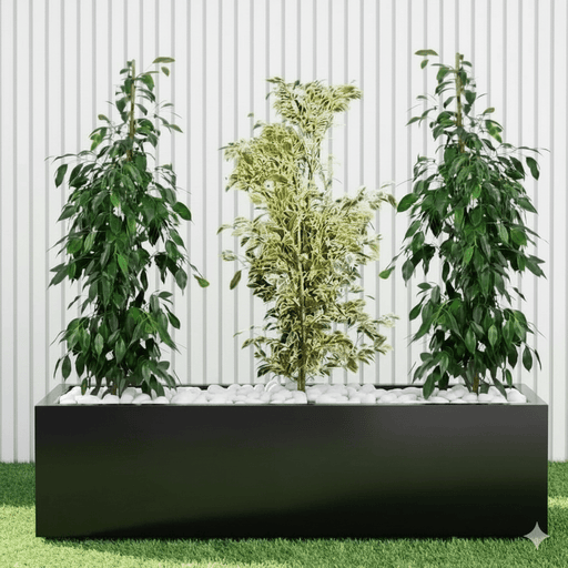 Green Glow Trio (1x starlight 100cm - 120cm - 2x Ficus Benjamina 100cm - 120cm) in Grp 90 - 30 - 30 Pot - Greensouq - 