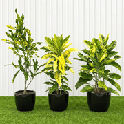 Green & Gold Croton Trio | Dubai’s Tropical Plant Bundle (indoor) - Greensouq -
