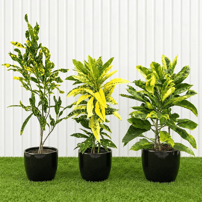 Green & Gold Croton Trio | Dubai’s Tropical Plant Bundle (indoor) - Greensouq -