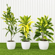 Green & Gold Croton Trio | Dubai’s Tropical Plant Bundle (indoor) - Greensouq -