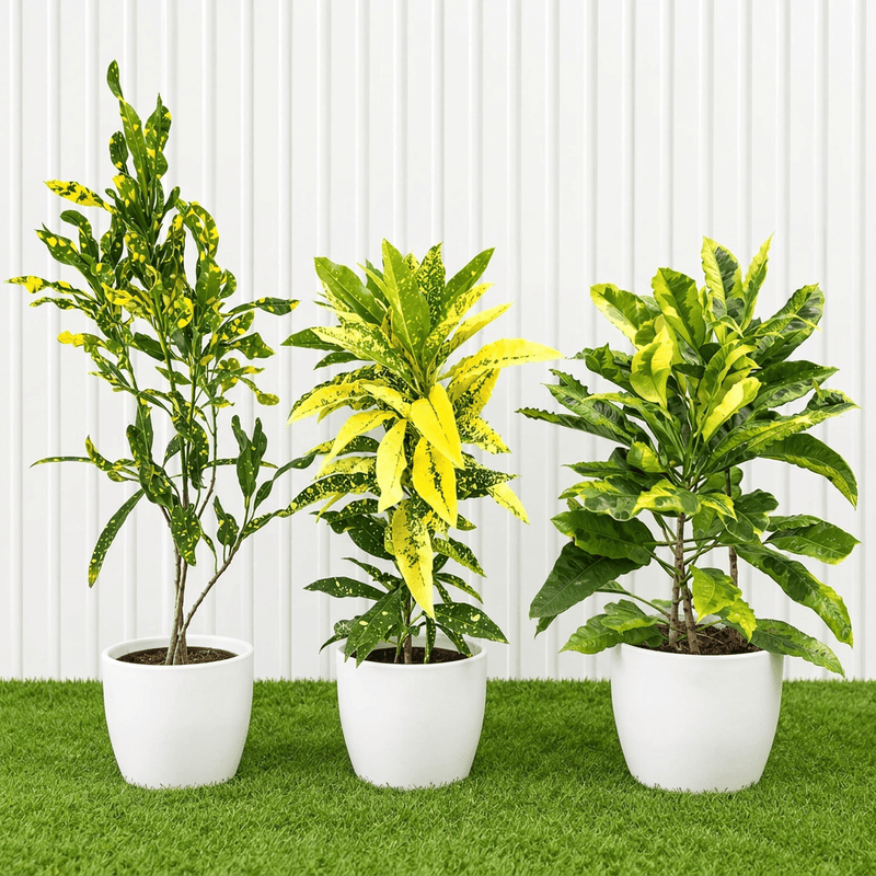 Green & Gold Croton Trio | Dubai’s Tropical Plant Bundle (indoor) - Greensouq -