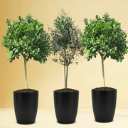 “Green Harmony Bundle” (1x olive 1m - 1.2m)(2x ficus single head 1.2m - 1.3m)in Ceramic Pot - Greensouq - 