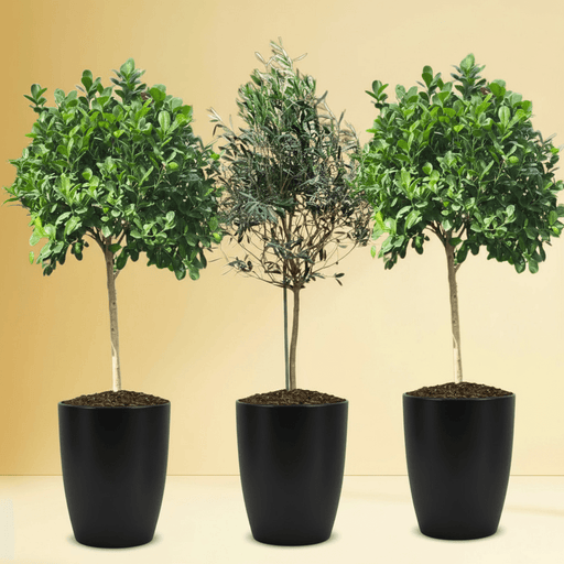“Green Harmony Bundle” (1x olive 1m - 1.2m)(2x ficus single head 1.2m - 1.3m)in Ceramic Pot - Greensouq - 