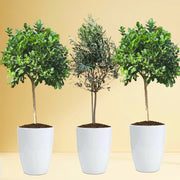 “Green Harmony Bundle” (1x olive 1m - 1.2m)(2x ficus single head 1.2m - 1.3m)in Ceramic Pot - Greensouq - 