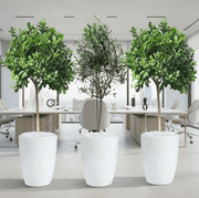 “Green Harmony Bundle” (1x olive 1m - 1.2m)(2x ficus single head 1.2m - 1.3m)in Ceramic Pot Medium - Greensouq - 