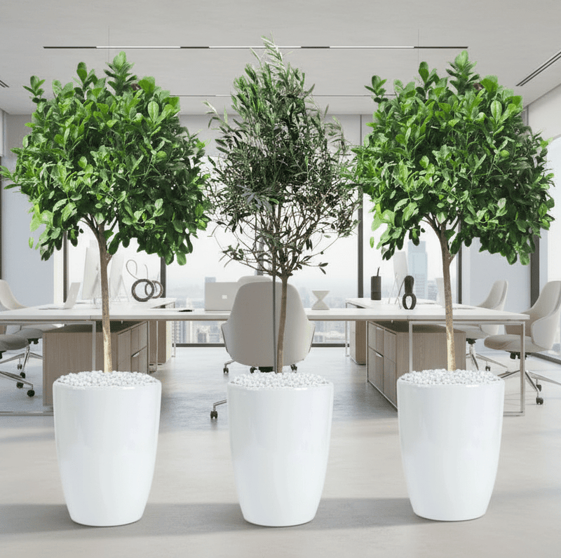 “Green Harmony Bundle” (1x olive 1m - 1.2m)(2x ficus single head 1.2m - 1.3m)in Ceramic Pot Medium - Greensouq - 