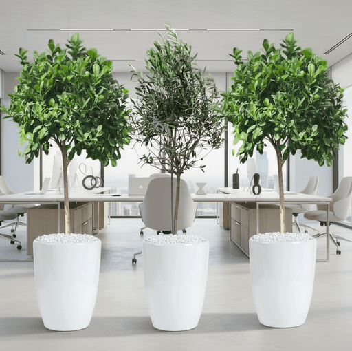 “Green Harmony Bundle” (1x olive 1m - 1.2m)(2x ficus single head 1.2m - 1.3m)in Ceramic Pot Medium - Greensouq - 