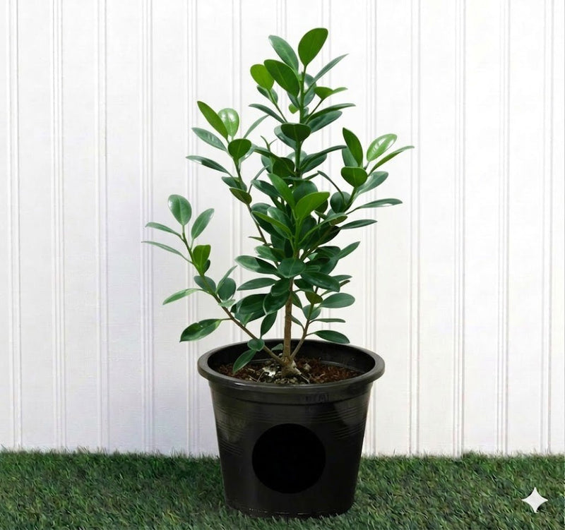 Green Island - Ficus Hawaii | Dubai Gardens Pick! - Greensouq - 