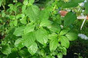 Green Mallow Agrimax Seeds - Greensouq - 