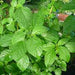 Green Mallow Agrimax Seeds - Greensouq - 