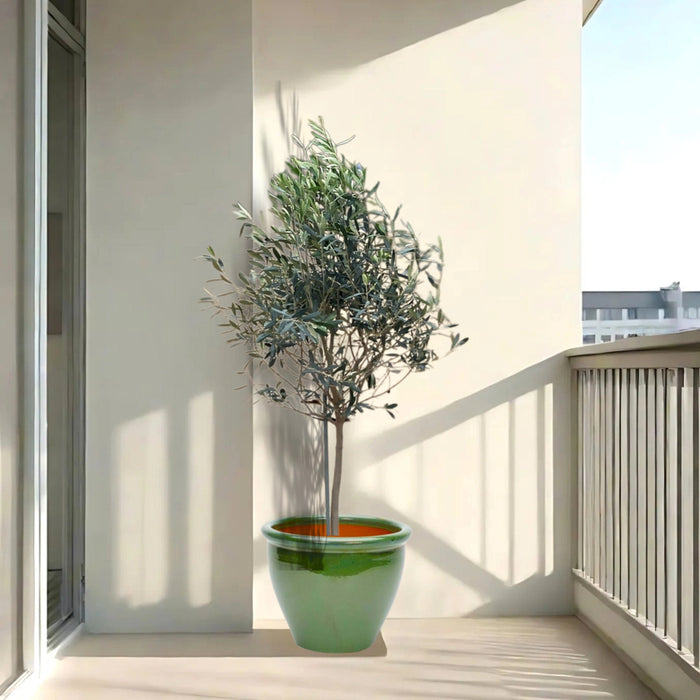 Olea europea or Olive Tree "1.0m-2.2m" شجرة زيتون
