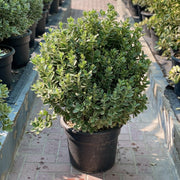 Euonymus Japonica Albomarginatus "Green Rocket" 0.6-0.8m - Greensouq -