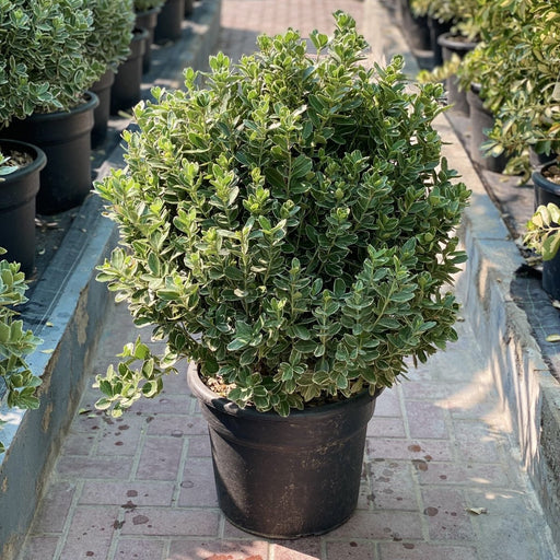 Green Rocket "Euonymus Japonica Albomarginatus" 0.6 - 0.8m - Greensouq - 